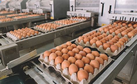 how eggs are made in factory